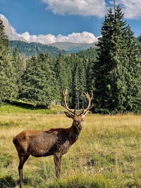 Deer standing on field against sky