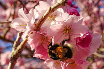 Close-up of bee pollinating on pink flower