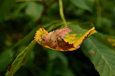 Close-up of dry leaves on plant