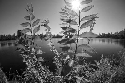 Reflection of trees in lake