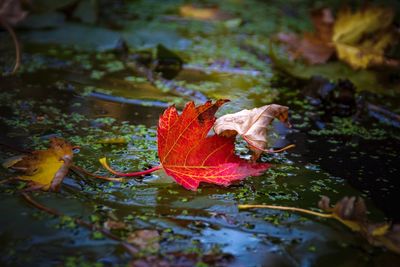 Autumn leaves floating on water