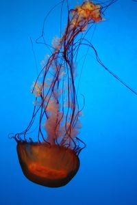 Close-up of jellyfish in sea