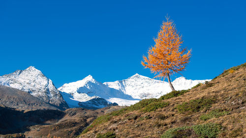 Scenic view of snowcapped mountains against clear blue sky