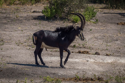 Sable antelope standing on field during sunny day