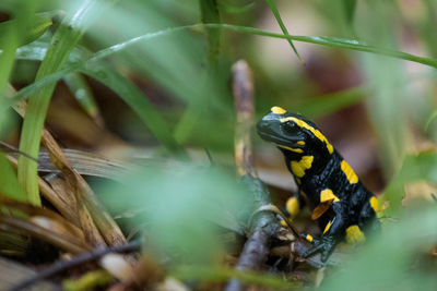 Portrait of a single fire salamander