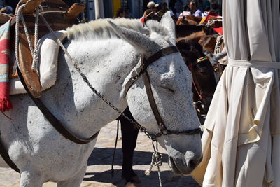 Horse cart in a street