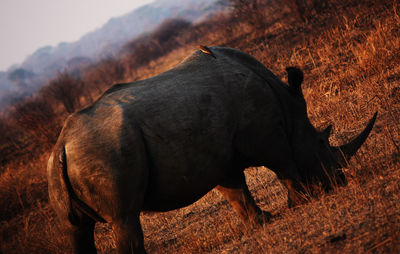 Side view of a horse on field