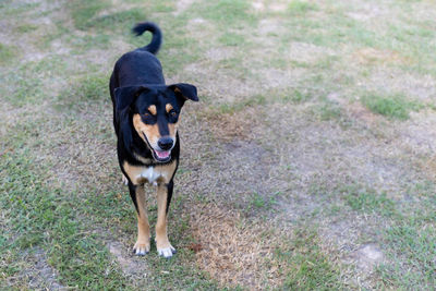 High angle view of dog standing on field