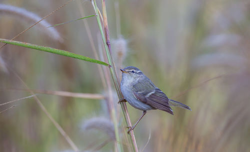 Close-up of bird perching on grass
