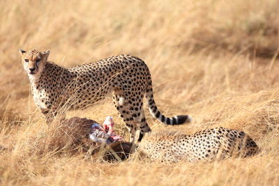 Cheetahs by prey on grassy field