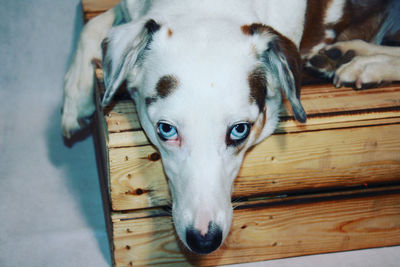 Close-up of dog australien shepherd podenco mix 