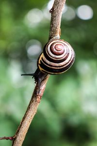 Close-up of snail on leaf