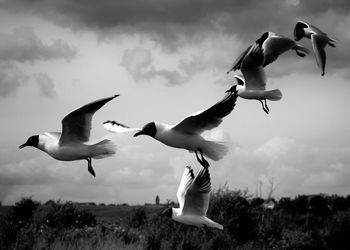 Low angle view of seagulls flying