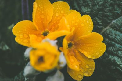 Close-up of wet yellow flower