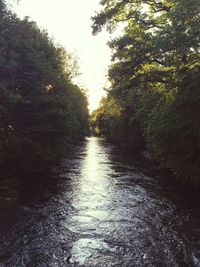 River amidst trees in forest against clear sky