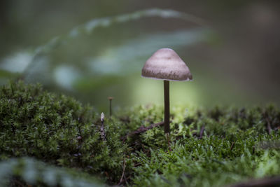 Close-up of mushroom growing on field