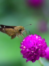 Close-up of butterfly pollinating on purple flower