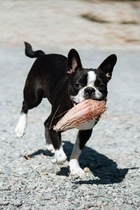 Portrait of black dog on land