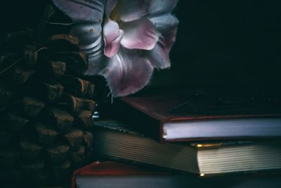 Close-up of pink flower on floor