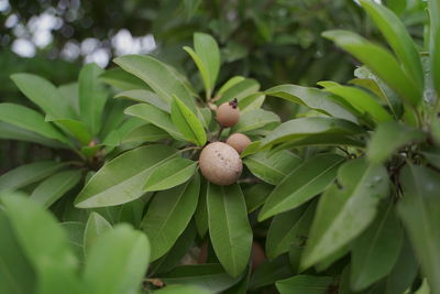 Close-up of fruits growing on tree