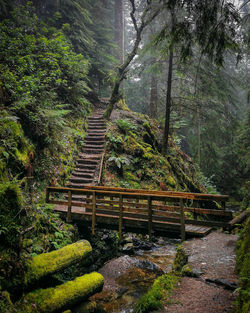 Footbridge in forest