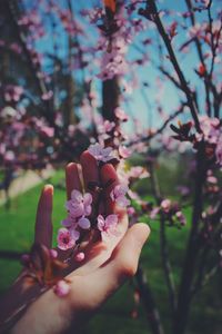 Cropped hand touching cherry blossom tree