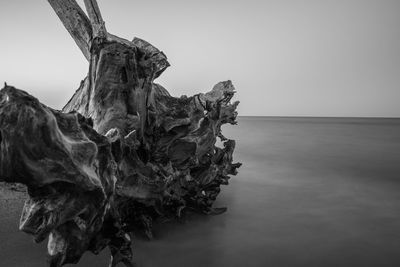 Close-up of plant on beach against clear sky