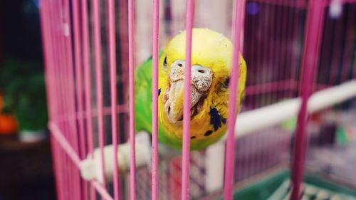 Close-up of parrot perching in cage