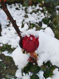 Close-up of snow covered tree