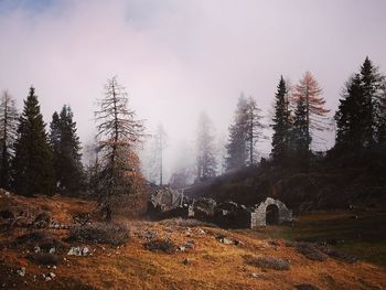 Trees growing in forest against sky