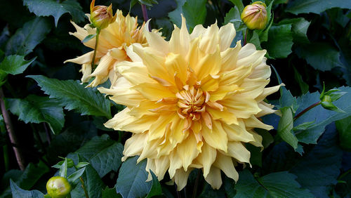 Close-up of yellow flower