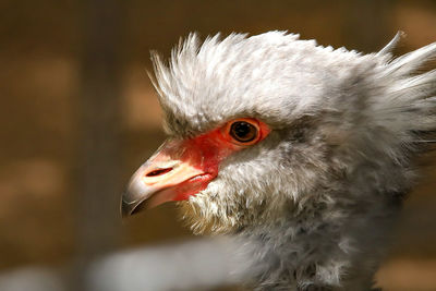 Close-up of rooster