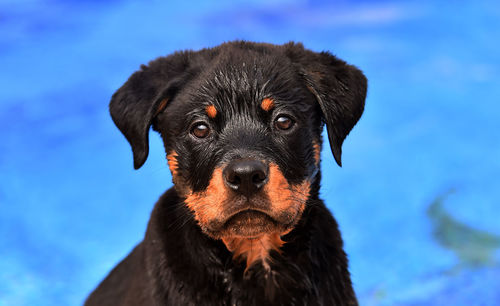 Close-up portrait of dog