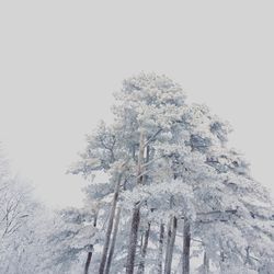 Low angle view of snow covered trees against clear sky