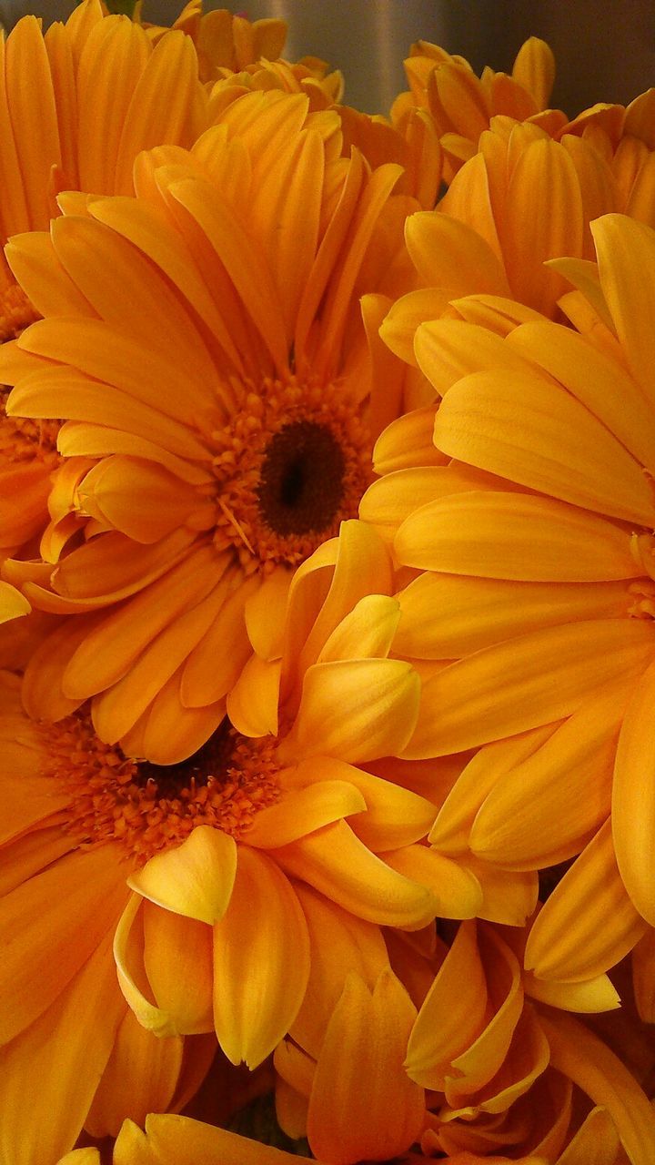 flower, petal, flower head, freshness, yellow, fragility, beauty in nature, close-up, blooming, pollen, growth, nature, orange color, plant, no people, in bloom, sunflower, single flower, focus on foreground, stamen