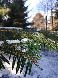 Close-up of frozen plant against trees during winter