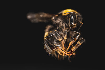 Close-up of spider against black background