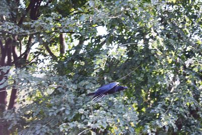 Low angle view of bird flying