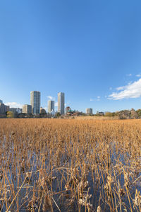 Dried lotus flowers in the pond of the kaneiji temple with in background the octogonal bentendo hall