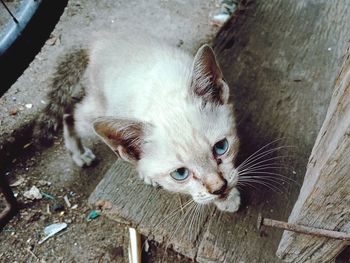 High angle portrait of cat