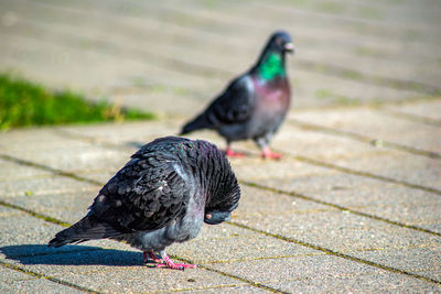 Close-up of pigeon perching on footpath