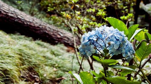 Close-up of hydrangea flowers growing on tree