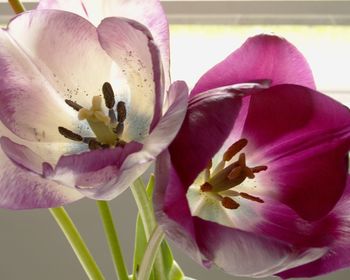 Close-up of pink orchid flowers