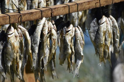 Close-up of fish hanging on railing