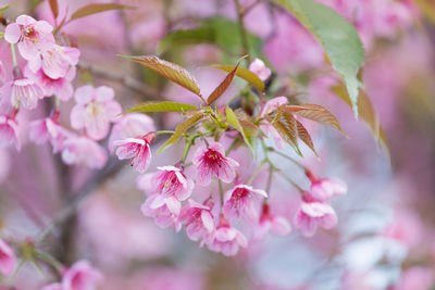 Close-up of pink flowers on tree