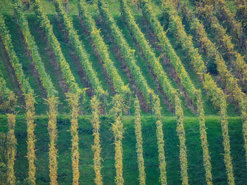 Full frame shot of farm