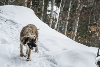 Dog walking on snow field