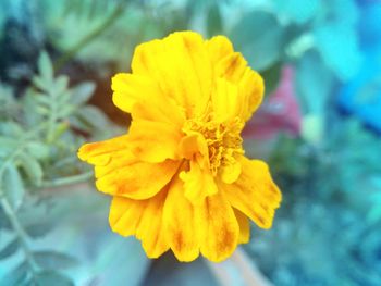 Close-up of yellow flower blooming outdoors