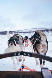 Alaska huskies on dog sled tour in abisko nationalpark.
