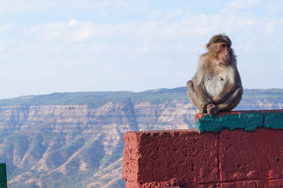 Monkey on mountain against sky